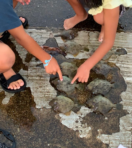 カワハギの釣果