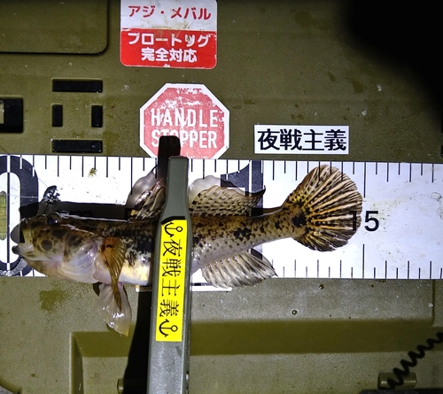 ウロハゼの釣果