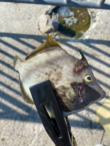 カワハギの釣果