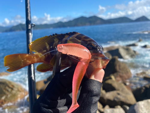 アカハタの釣果