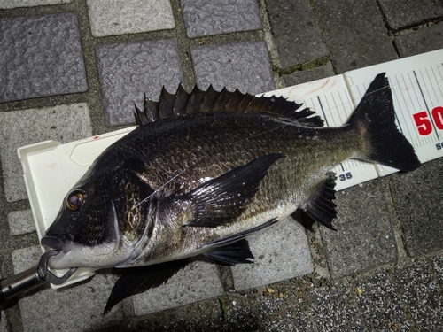 チヌの釣果