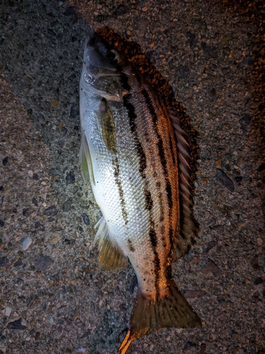 シマイサキの釣果