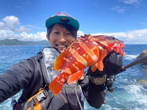 アカハタの釣果