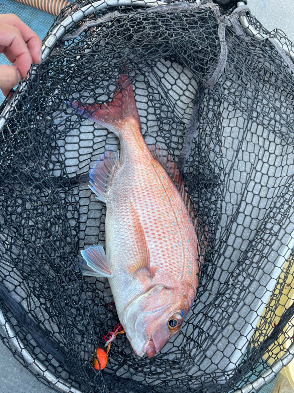 豊田の鯉太郎さんの釣果 3枚目の画像