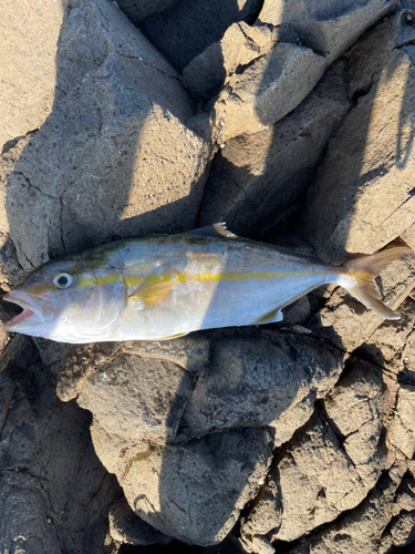 ツバスの釣果