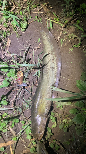 マナマズの釣果