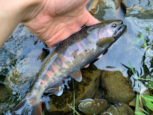 ヤマメの釣果