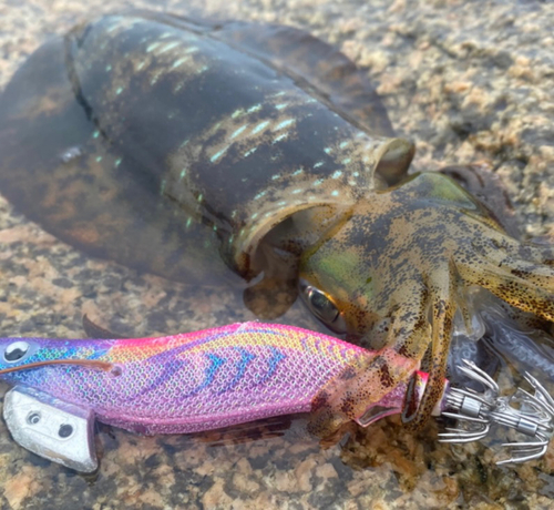 アオリイカの釣果