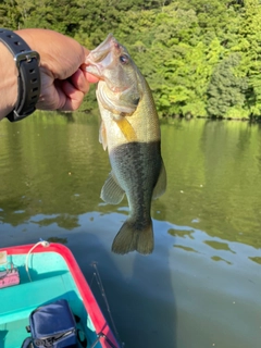 ラージマウスバスの釣果