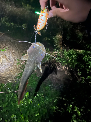 ナマズの釣果