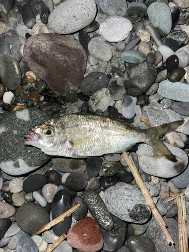 クロサギの釣果