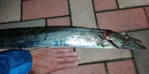 タチウオの釣果