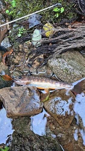 イワナの釣果