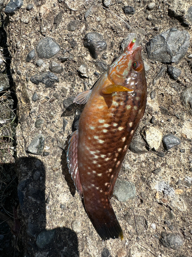 釣果