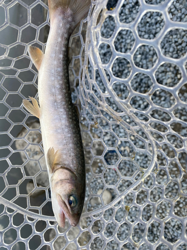 イワナの釣果