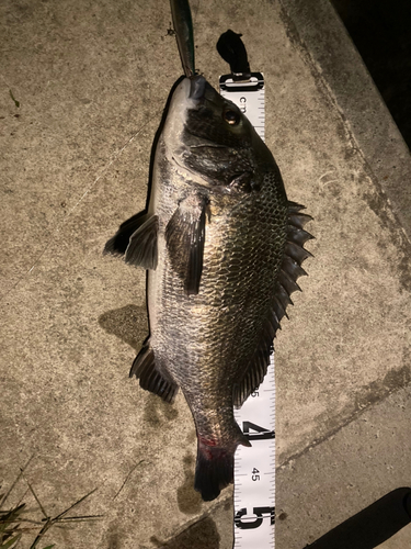 クロダイの釣果