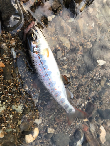 アマゴの釣果