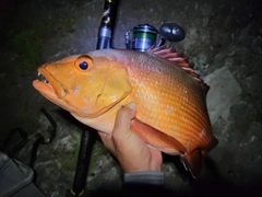 バラフエダイの釣果