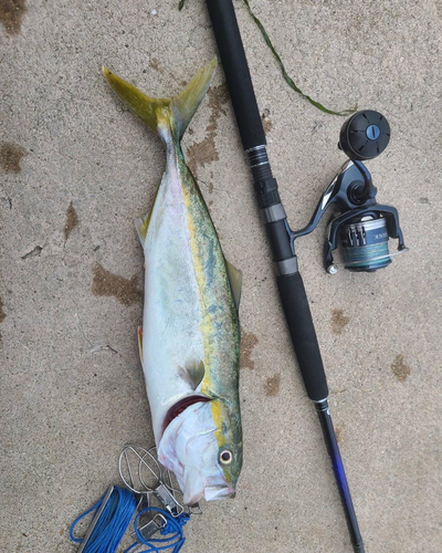 イナダの釣果