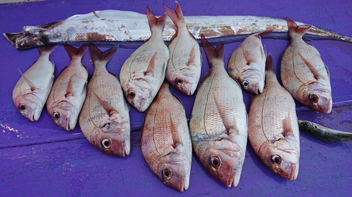 マダイの釣果