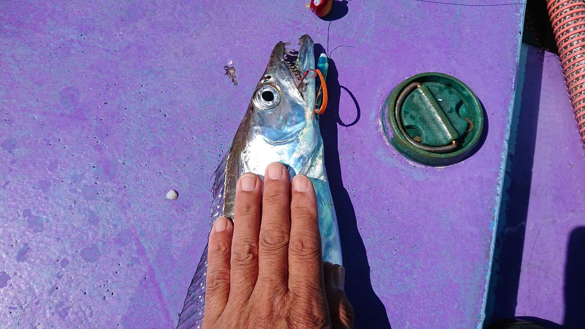 釣りバカじいさんさんの釣果 3枚目の画像