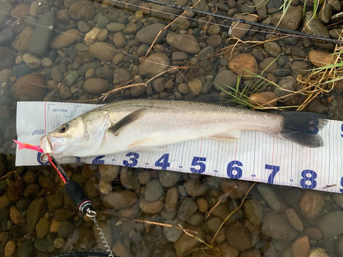 シーバスの釣果