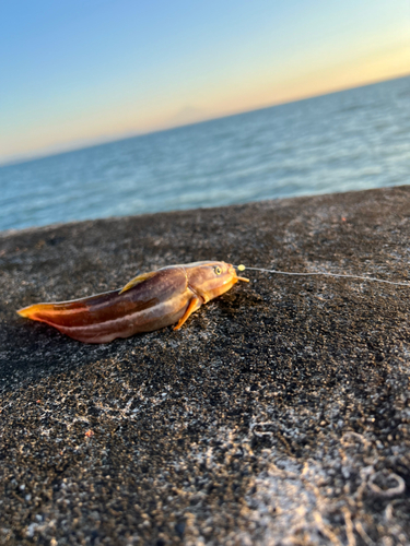 ゴンズイの釣果