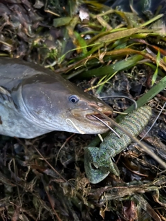 ナマズの釣果