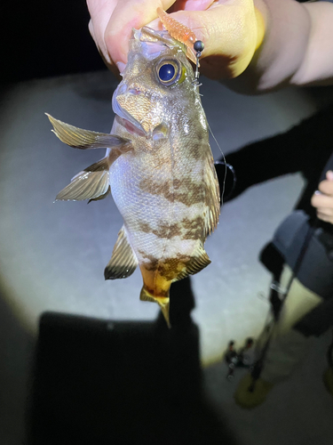 シロメバルの釣果