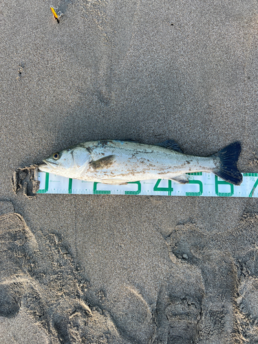 マルスズキの釣果