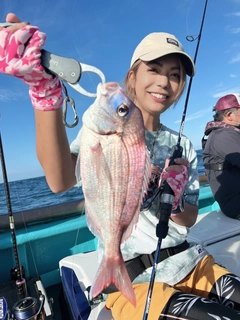 ハナダイの釣果