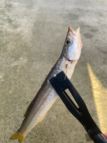 カマスの釣果