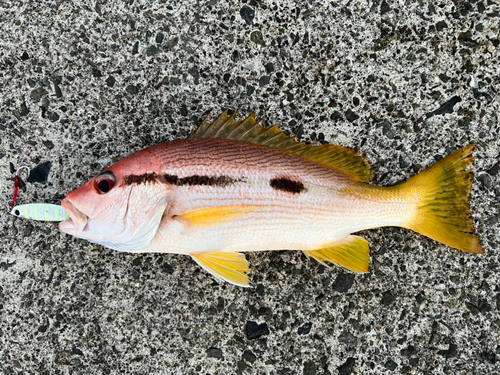 ヨコスジフエダイの釣果