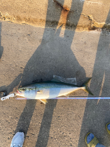 ブリの釣果