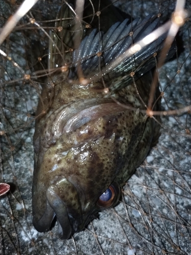 ソイの釣果