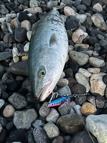 ツバイソの釣果