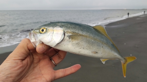 フクラギの釣果