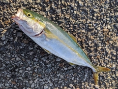 ツバイソの釣果