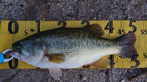 ブラックバスの釣果