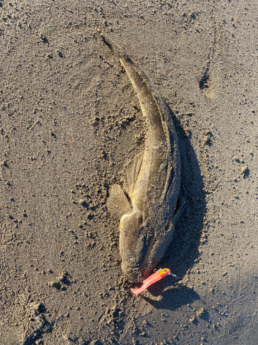 マゴチの釣果