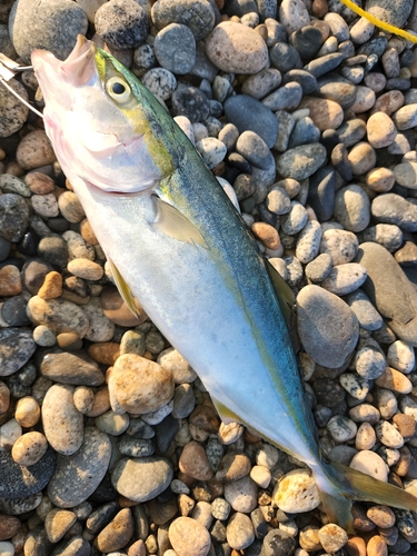 ツバイソの釣果