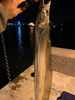 タチウオの釣果