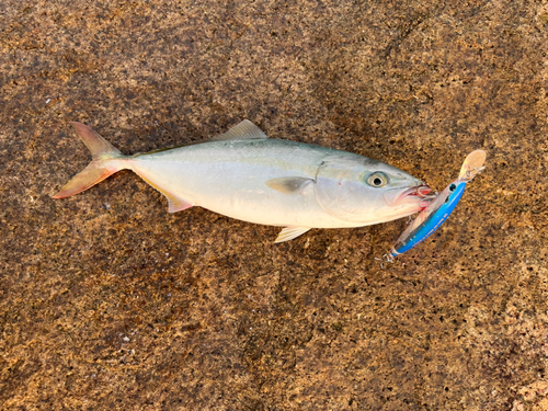 ハマチの釣果