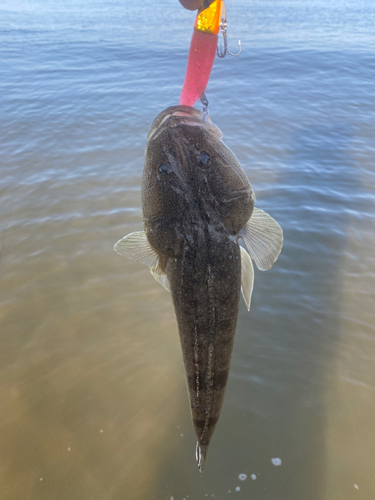 マゴチの釣果