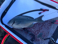 オナガグレの釣果