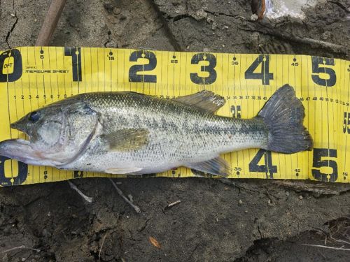 ブラックバスの釣果