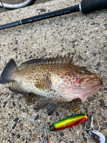 オオモンハタの釣果