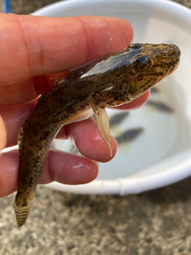 マハゼの釣果