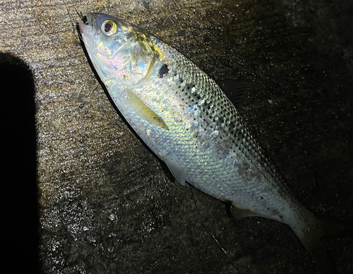 コノシロの釣果