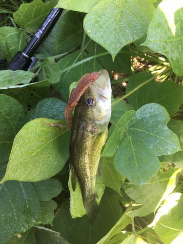 ブラックバスの釣果